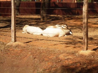 Passeio ao zoológico