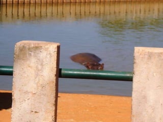 Passeio ao zoológico
