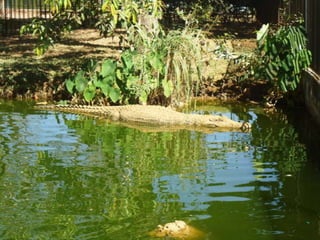Passeio ao zoológico