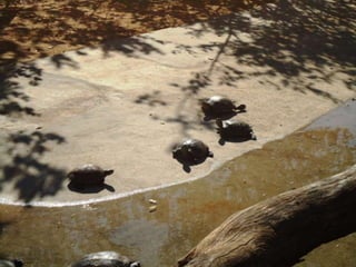 Passeio ao zoológico