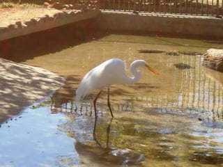Passeio ao zoológico