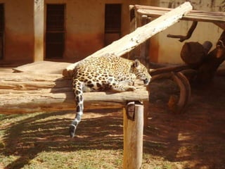 Passeio ao zoológico