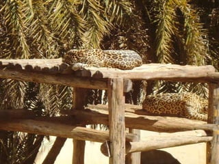 Passeio ao zoológico