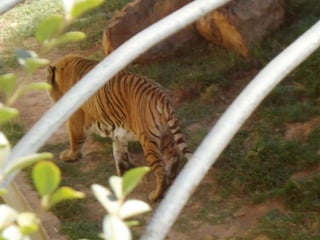 Passeio ao zoológico