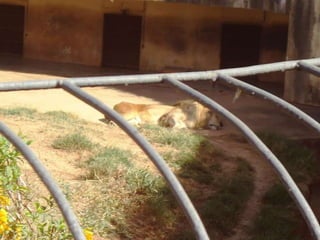 Passeio ao zoológico