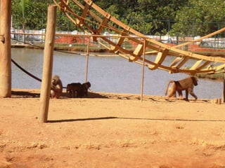 Passeio ao zoológico