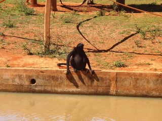 Passeio ao zoológico