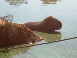 Passeio ao zoológico