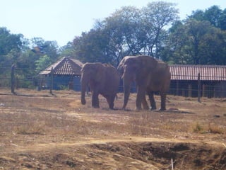 Passeio ao zoológico