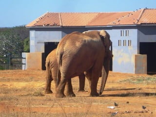 Passeio ao zoológico