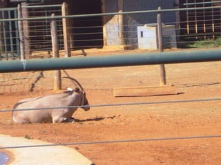 Passeio ao zoológico