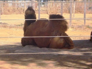 Passeio ao zoológico