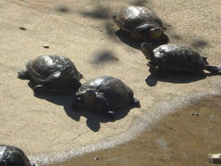Passeio ao zoológico