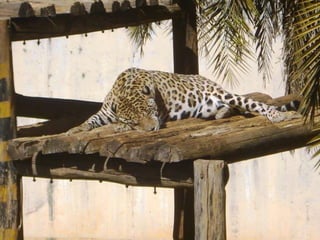 Passeio ao zoológico