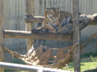 Passeio ao zoológico