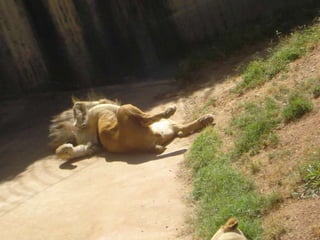 Passeio ao zoológico