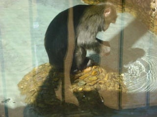 Passeio ao zoológico