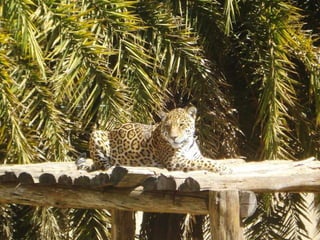 Passeio ao zoológico