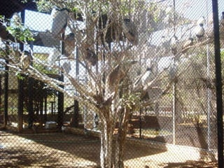 Passeio ao zoológico