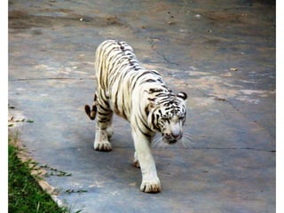 Passeio ao zoológico