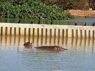 Passeio ao zoológico