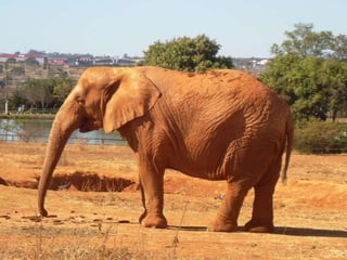 Passeio ao zoológico