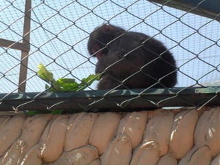 Passeio ao zoológico