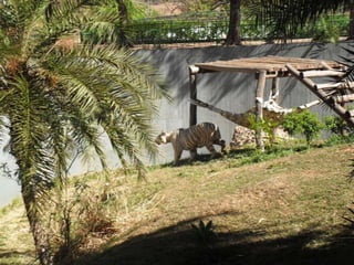 Passeio ao zoológico