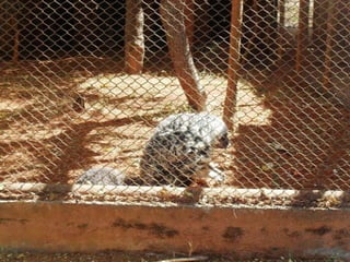 Passeio ao zoológico