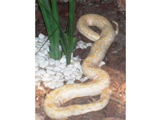 Passeio ao zoológico