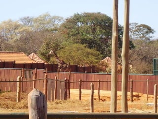 Passeio ao zoológico