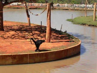 Passeio ao zoológico