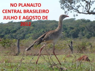 NO PLANALTO
CENTRAL BRASILEIRO
JULHO E AGOSTO DE
       2012
 
