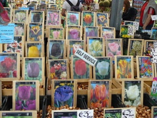 Passejant per amsterdam2