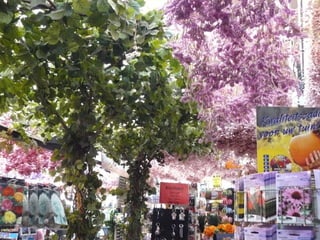 Passejant per amsterdam2