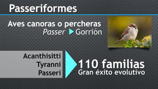 Passer Gorrión
Acanthisitti
Tyranni
Passeri Gran éxito evolutivo
 