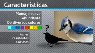Plumaje suave
Abundante
De diversos colores
Ágiles
Resistentes
Curiosas
 