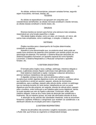 10
As células, embora microscópicas, possuem variadas formas, segundo
sejam musculares, nervosas, ósseas, etc.
TECIDOS
As células se especializam e se agrupam em conjuntos com
características semelhantes: as células nervosas constituem o tecido nervoso,
as células ósseas constituem o tecido ósseo, etc.
ÓRGÃOS
Diversos tecidos se reúnem para formar uma estrutura mais complexa,
responsável por uma função específica: o órgão.
Vão desde órgãos simples, como um osso, um músculo, um nervo, até
outros mais complicados, como o estômago, o coração, o intestino, etc.
SISTEMAS
Órgãos reunidos para o desempenho de funções determinadas,
constituem os sistemas.
Aparelho é uma denominação que, na anatomia atual, tanto pode ser
usada como sinônimo de sistemas como também com sentido próprio de uma
associação de sistemas. Por exemplo: o Sistema Muscular associado ao
Sistema Esquelético formariam um aparelho especial de nome Aparelho
Locomotor; o Sistema Respiratório e o Muscular comporiam o aparelho
fonador, etc.
1) SISTEMA DIGESTÓRIO
É formado pelos órgãos: boca, esôfago, estômago, intestinos delgado e
grosso, e glândulas anexas (fígado e pâncreas) mais glândulas salivares.
Este sistema é destinado a captar, manipular e absorver alimentos e
eliminar resíduos metabólicos não aproveitados.
A digestão começa na boca, onde os alimentos sofrem a ação
da saliva que contém agentes digestivos (como, por exemplo, a amilase salivar,
que transforma o amido em açúcar); seguem, através de movimentos
peristálticos, para o esôfago, passam pela válvula cárdia, entram no estômago
que os manipula durante um certo tempo, trabalhando-os com os sucos
digestivos que lhe são próprios; em seguida, através da válvula piloro, passam
para o duodeno, onde continuam a ser tratados pelos sucos digestivos, dentre
os quais aqueles que vem do fígado e pâncreas. Continuam, então, pelo
intestino delgado, onde se dá a maior parte da absorção das substâncias e,
finalmente, vão ao intestino grosso, de onde são eliminados através do ânus.
A absorção se faz através das vilosidades intestinais, onde se encontram
finíssimos capilares linfáticos e sangüíneos que recebem as substâncias e as
distribuem através da circulação para todo o organismo.
2) SISTEMA RESPIRATÓRIO
Absorve da atmosfera não somente o oxigênio necessário, como também
o fluido vital, que fornece ao organismo a indispensável energia.
 