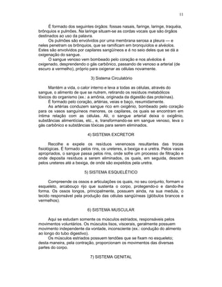 11
É formado dos seguintes órgãos: fossas nasais, faringe, laringe, traquéia,
brônquios e pulmões. Na laringe situam-se as cordas vocais que são órgãos
destinados ao uso da palavra.
Os pulmões são envolvidos por uma membrana serosa a pleura — e
neles penetram os brônquios, que se ramificam em bronquíolos e alvéolos.
Estes são envolvidos por capilares sangüíneos e é no seio deles que se dá a
oxigenação do sangue.
O sangue venoso vem bombeado pelo coração e nos alvéolos é
oxigenado, desprendendo o gás carbônico, passando de venoso a arterial (de
escuro a vermelho), próprio para oxigenar as células novamente.
3) Sistema Circulatório
Mantém a vida, o calor interno e leva a todas as células, através do
sangue, o alimento de que se nutrem, retirando os resíduos metabólicos
tóxicos do organismo (ex.: a amônia, originada da digestão das proteínas).
É formado pelo coração, artérias, veias e baço, resumidamente.
As artérias conduzem sangue rico em oxigênio, bombeado pelo coração
para os vasos sanguíneos menores, os capilares, os quais se encontram em
íntima relação com as células. Ali, o sangue arterial deixa o oxigênio,
substâncias alimentícias, etc., e, transformando-se em sangue venoso, leva o
gás carbônico e substâncias tóxicas para serem eliminados.
4) SISTEMA EXCRETOR
Recolhe e expele os resíduos venenosos resultantes das trocas
fisiológicas. É formado pelos rins, os ureteres, a bexiga e a uretra. Pelos vasos
apropriados, o sangue passa pelos rins, onde sofre um processo de filtração e
onde deposita resíduos a serem eliminados, os quais, em seguida, descem
pelos ureteres até a bexiga, de onde são expelidos pela uretra.
5) SISTEMA ESQUELÉTICO
Compreende os ossos e articulações os quais, no seu conjunto, formam o
esqueleto, arcabouço rijo que sustenta o corpo, protegendo-o e dando-lhe
forma. Os ossos longos, principalmente, possuem ainda, na sua medula, o
tecido responsável pela produção das células sangüíneas (glóbulos brancos e
vermelhos).
6) SISTEMA MUSCULAR
Aqui se estudam somente os músculos estriados, responsáveis pelos
movimentos voluntários. Os músculos lisos, viscerais, geralmente possuem
movimento independente da vontade, inconsciente (ex.: condução do alimento
ao longo do tubo digestivo).
Os músculos estriados possuem tendões que se fixam no esqueleto;
desta maneira, pela contração, proporcionam os movimentos das diversas
partes do corpo.
7) SISTEMA GENITAL
 