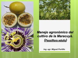 Manejo agronómico del
cultivo de la Maracuyá.
(Passiflora edulis)
Ing. agr. Miguel Portillo
 