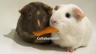 Collaboration
 