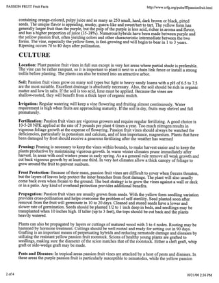 PASSION FRUIT Fruit Facts http://www.crfg.org/pubs/ff/passionfruit.html
containing orange-colored, pulpy juice and as many as 250 small, hard, dark brown or black, pitted
seeds. The unique flavor is appealing, musky, guava-like and sweet/tart to tart. The yellow form has
generally larger fruit than the purple, but the pulp of the purple is less acid, richer in aroma and flavor,
and has a higher proportion ofjuice (35-38%). Numerous hybrids have been made between purple and
the yellow passion fruit, often yielding colors and other characteristic intermediate between the two
forms. The vine, especially the yellow form, is fast-growing and will begin to bear in 1 to 3 years.
Ripening occurs 70 to 80 days after pollination.
CULTURE
Location: Plant passion fruit vines in full sun except in very hot areas where partial shade is preferable.
The vine can be rather rampant, so it is important to plant it next to a chain link fence or install a strong
trellis before planting. The plants can also be trained into an attractive arbor.
Soil: Passion fruit vines grow on many soil types but light to heavy sandy loams with a pH of 6.5 to 7.5
are the most suitable. Excellent drainage is absolutely necessary. Also, the soil should be rich in organic
matter and low in salts. If the soil is too acid, lime must be applied. Because the vines are
shallow-rooted, they will benefit from a thick layer of organic mulch.
Irrigation: Regular watering will keep a vine flowering and fruiting almost continuously. Water
requirement is high when fruits are approaching maturity. If the soil is dry, fruits may shrivel and fall
prematurely.
Fertilization: Passion fruit vines are vigorous growers and require regular fertilizing. A good choice is
10-5-20 NPK applied at the rate of 3 pounds per plant 4 times a year. Too much nitrogen results in
vigorous foliage growth at the expense of flowering. Passion fruit vines should always be watched for
deficiencies, particularly in potassium and calcium, and of less importance, magnesium. Plants that have
been damaged by frost should receive a generous fertilizing after the weather has warmed
Pruning: Pruning is necessary to keep the vines within bounds, to make harvest easier and to keep the
plants productive by maintaining vigorous growth. In warm winter climates prune immediately after
harvest. In areas with cool winters prune in early spring. As a a general rule remove all weak growth and
cut back vigorous growth by at least one third. In very hot climates allow a thick canopy of foliage to
grow around the fruit to prevent sunburn.
Frost Protection: Because of their mass, passion fruit vines are difficult to cover when freezes threaten,
but the layers of leaves help protect the inner branches from frost damage. The plant will also usually
come back even when frozen to the ground. The best strategy is to grow the vines against a wall or deck
or in a patio. Any kind of overhead protection provides additional benefits.
Propagation: Passion fruit vines are usually grown from seeds. With the yellow form seedling variation
provides cross-pollination and helps overcome the problem of self-sterility. Seed planted soon after
removal from the fruit will germinate in 10 to 20 days. Cleaned and stored seeds have a lower and
slower rate of germination. Seeds should be planted 1/2 to 1 inch deep in beds, and seedlings may be
transplanted when 10 inches high. If taller (up to 3 feet), the tops should be cut back and the plants
heavily watered.
Plants can also be propagated by layers or cuttings of matured wood with 3 to 4 nodes. Rooting may be
hastened by hormone treatment. Cuttings should be well rooted and ready for setting out in 90 days.
Grafting is an important means of perpetuating hybrids and reducing nematode damage and diseases by
utilizing the resistant yellow passion fruit rootstock. Scions of healthy young plants are grafted to
seedlings, making sure the diameter of the scion matches that of the rootstock. Either a cleft graft, whip
graft or side-wedge graft may be made.
Pests and Diseases: In tropical areas passion fruit vines are attacked by a host of pests and diseases. In
these areas the purple passion fruit is particularly susceptible to nematodes, while the yellow passion
2of4 10/21/00 2:36 PM
 