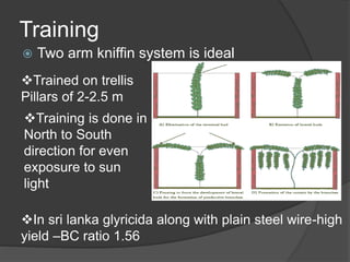 Training
 Two arm kniffin system is ideal
Trained on trellis
Pillars of 2-2.5 m
Training is done in
North to South
direction for even
exposure to sun
light
In sri lanka glyricida along with plain steel wire-high
yield –BC ratio 1.56
 