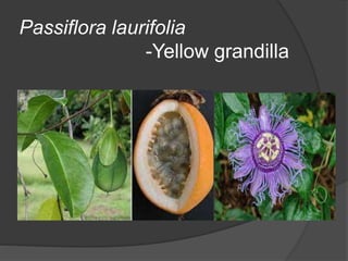 Passiflora laurifolia
-Yellow grandilla
 