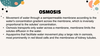 OSMOSIS
• Movement of water through a semipermeable membrane according to the
water's concentration gradient across the membrane, which is inversely
proportional to the solutes' concentration.
• Osmosis transports only water across a membrane, membrane limits the
solutes diffusion in the water.
• Aquaporins that facilitate water movement play a large role in osmosis,
most prominently in red blood cells and the membranes of kidney tubules.
 