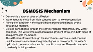 OSMOSIS Mechanism
• Osmosis is a special case of diffusion.
• Water tends to move from high concentration to low concentration.
• Principle of Diffusion = molecules move around and spread evenly
throughout medium.
• Solutes cannot pass through the semipermeable membrane, only water
can pass. This will create a concentration gradient of water in both sides of
semipermeable membrane.
• This diffusion of water through the membrane—osmosis—will continue
until the water's concentration gradient goes to zero or until the water's
hydrostatic pressure balances the osmotic pressure. Osmosis proceeds
constantly in living system.
 