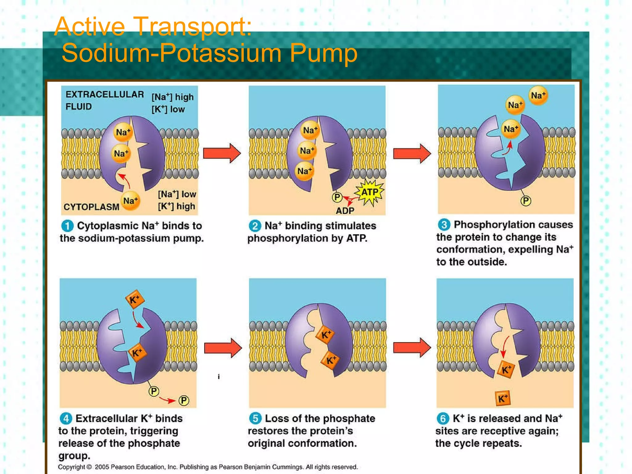 Passive and Active Transport | PPT