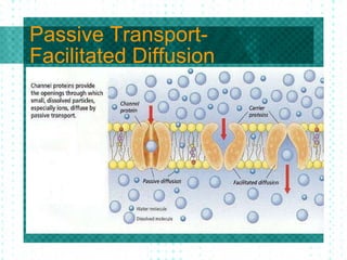 Passive Transport- Facilitated Diffusion 