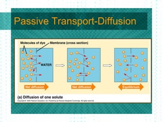 Passive Transport-Diffusion 