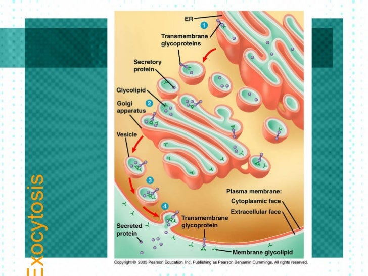 Passive And Active Transport Passive And Active Transport